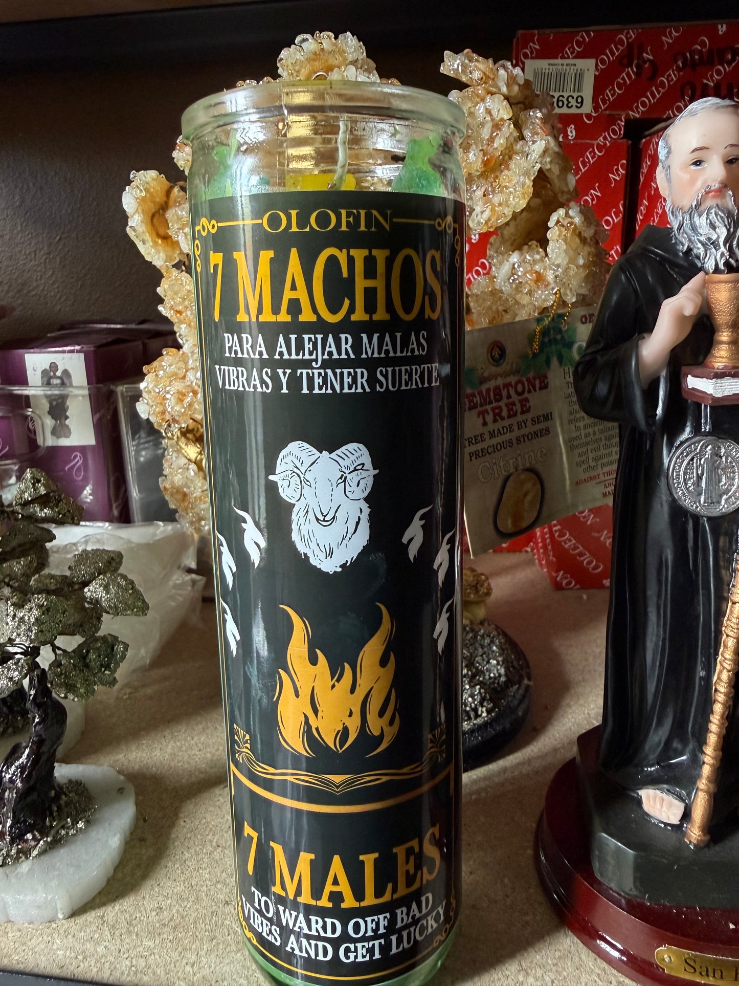 7 Machos